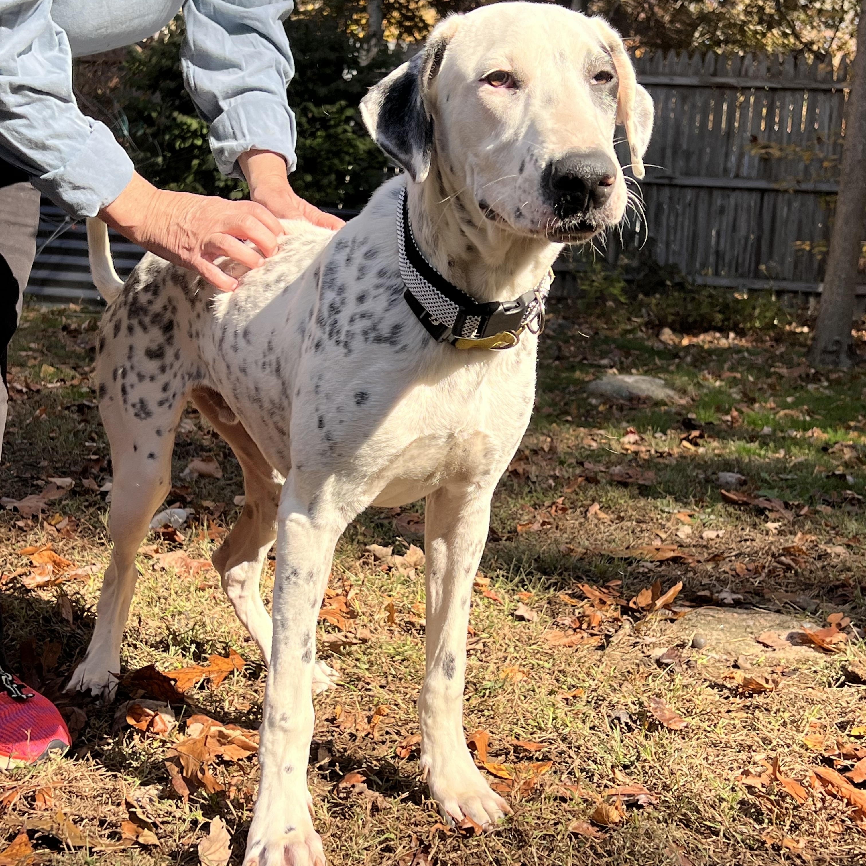 Enlarge Da Vinci -A ladies only man , an adoptable mixed breed in Old Lyme, CT image 6/6