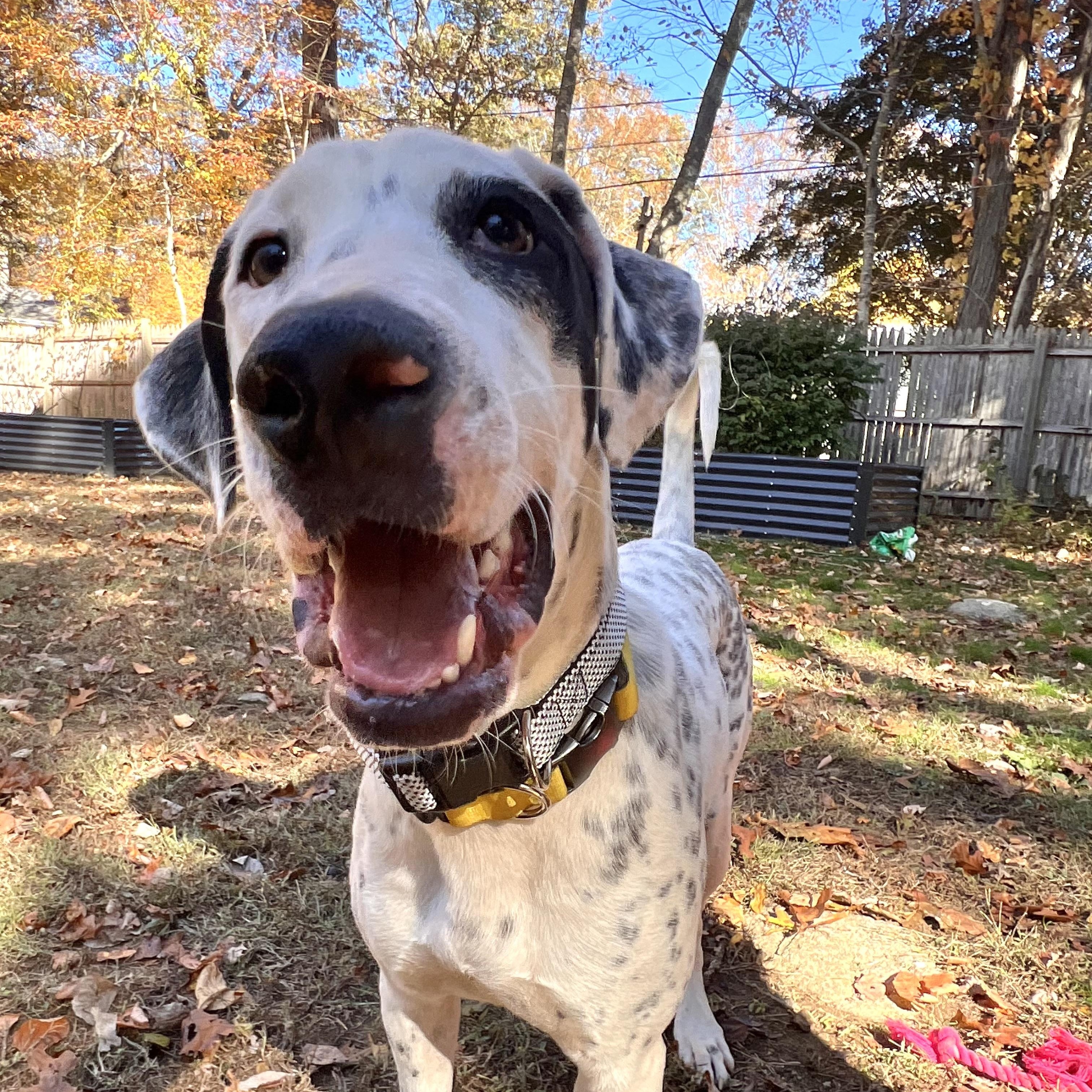 Enlarge Da Vinci -A ladies only man , an adoptable mixed breed in Old Lyme, CT image 3/6
