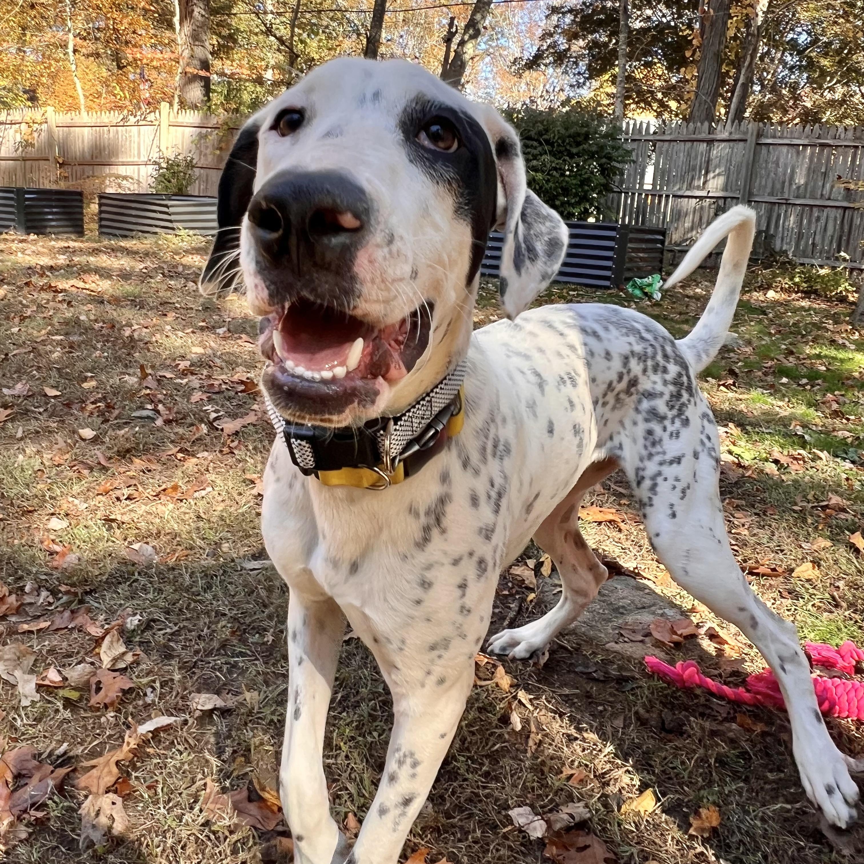 Enlarge Da Vinci -A ladies only man , an adoptable mixed breed in Old Lyme, CT image 2/6