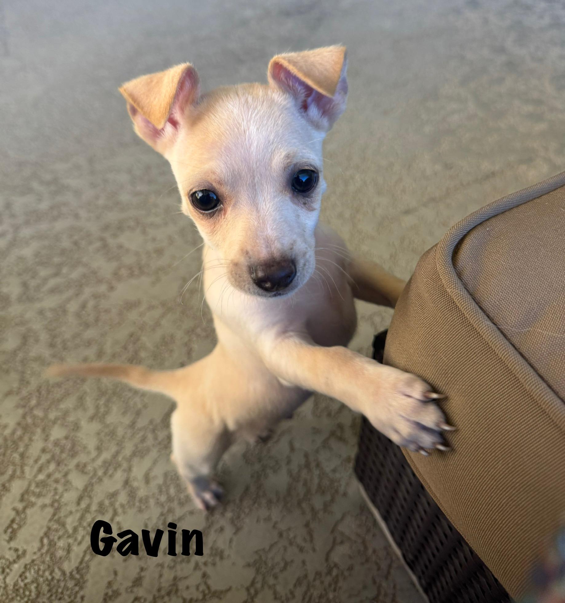 Gavin