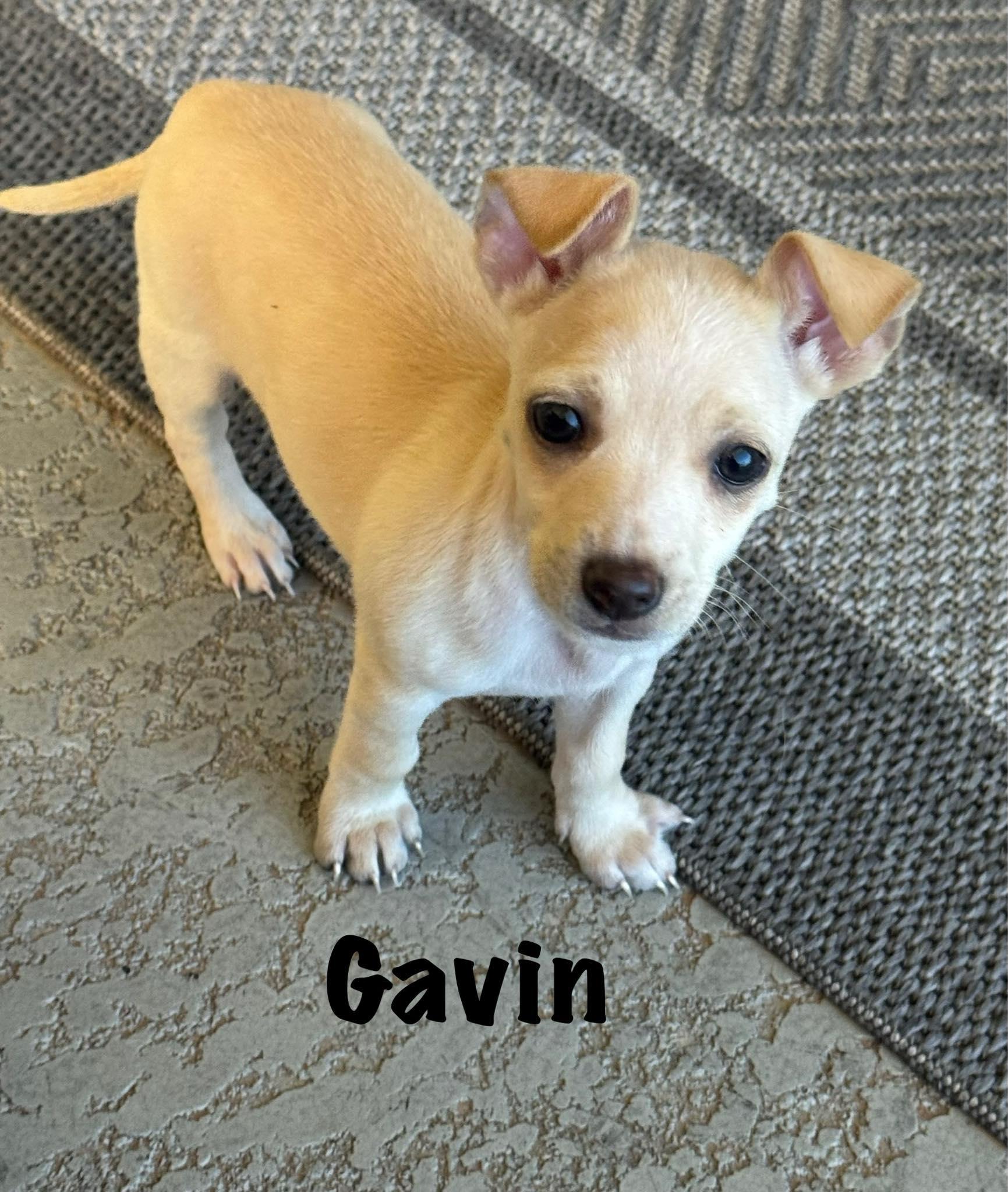 Gavin