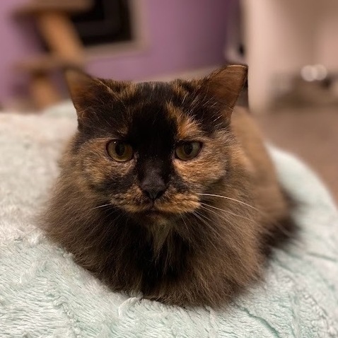 Enlarge Poy, a Adoptable mixed breed image 1/8