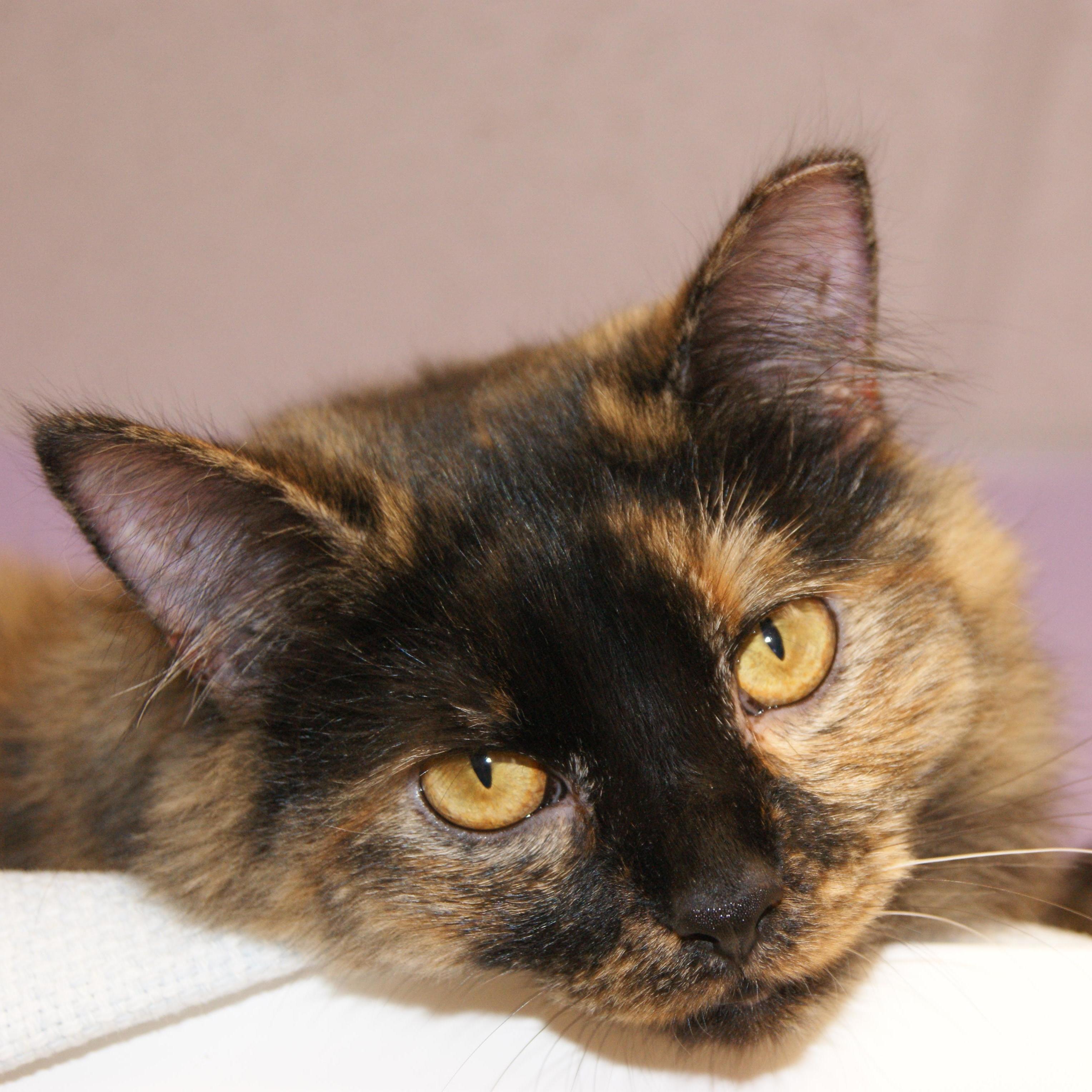 Enlarge Poy, a Adoptable mixed breed image 2/8