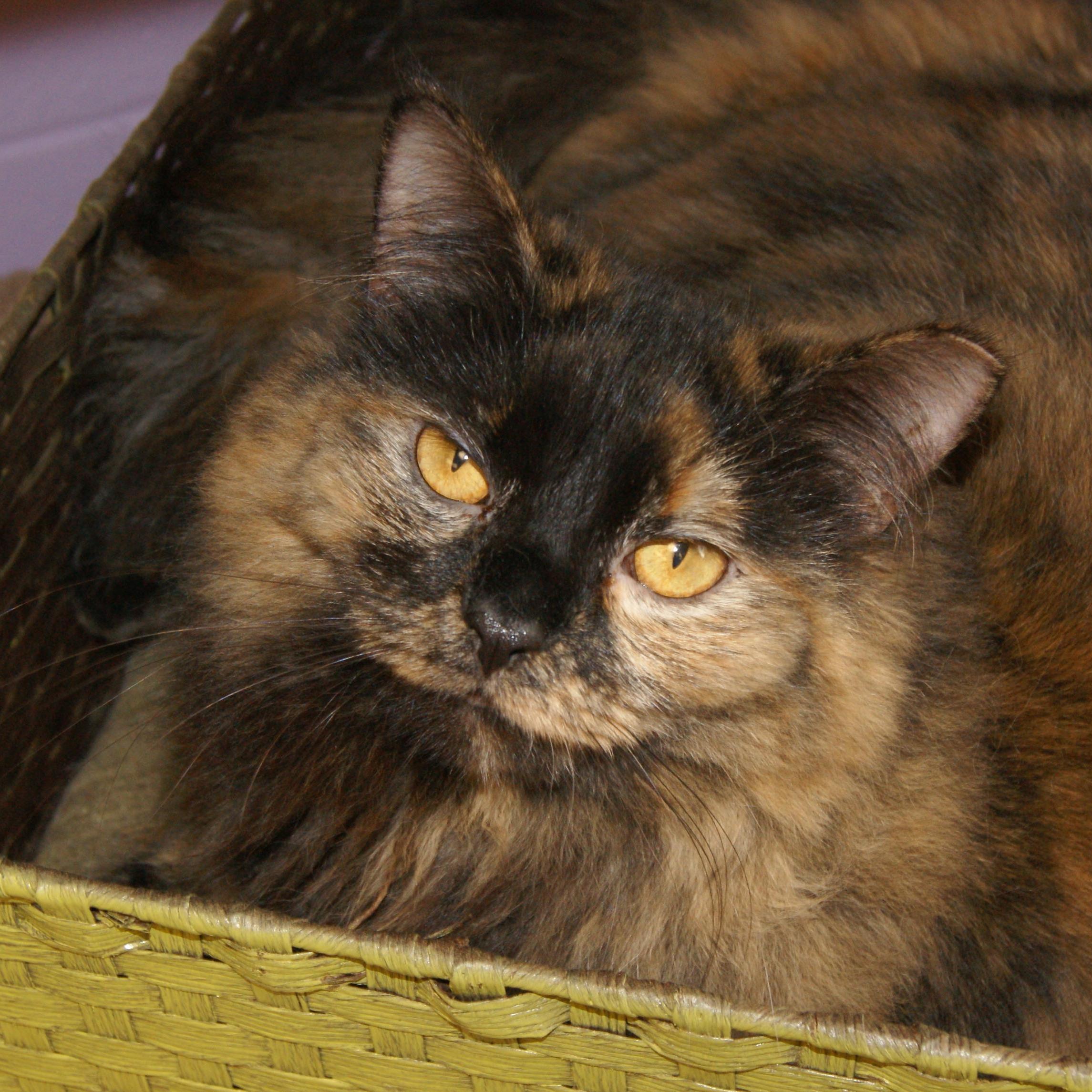 Enlarge Poy, a Adoptable mixed breed image 3/8