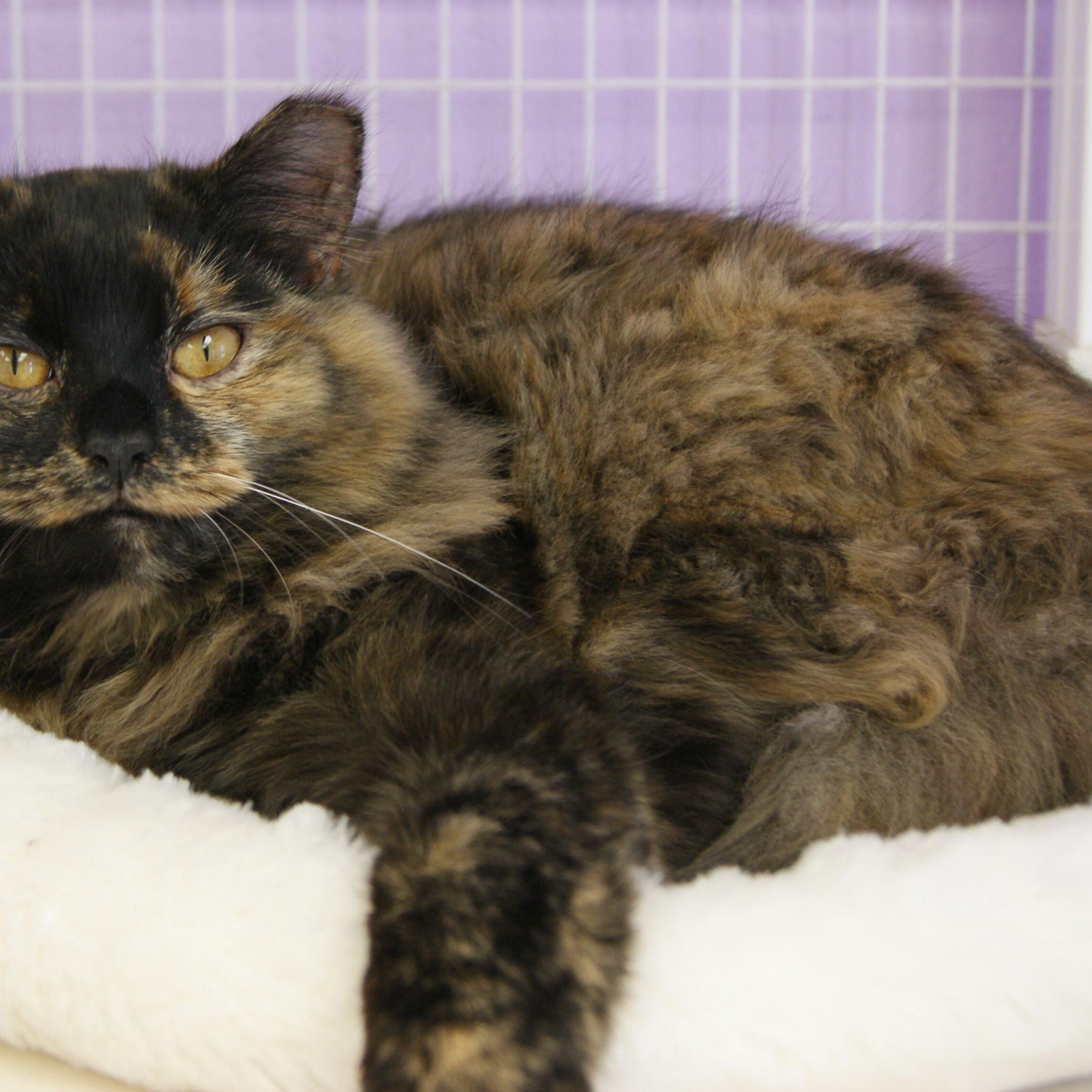 Enlarge Poy, a Adoptable mixed breed image 4/8