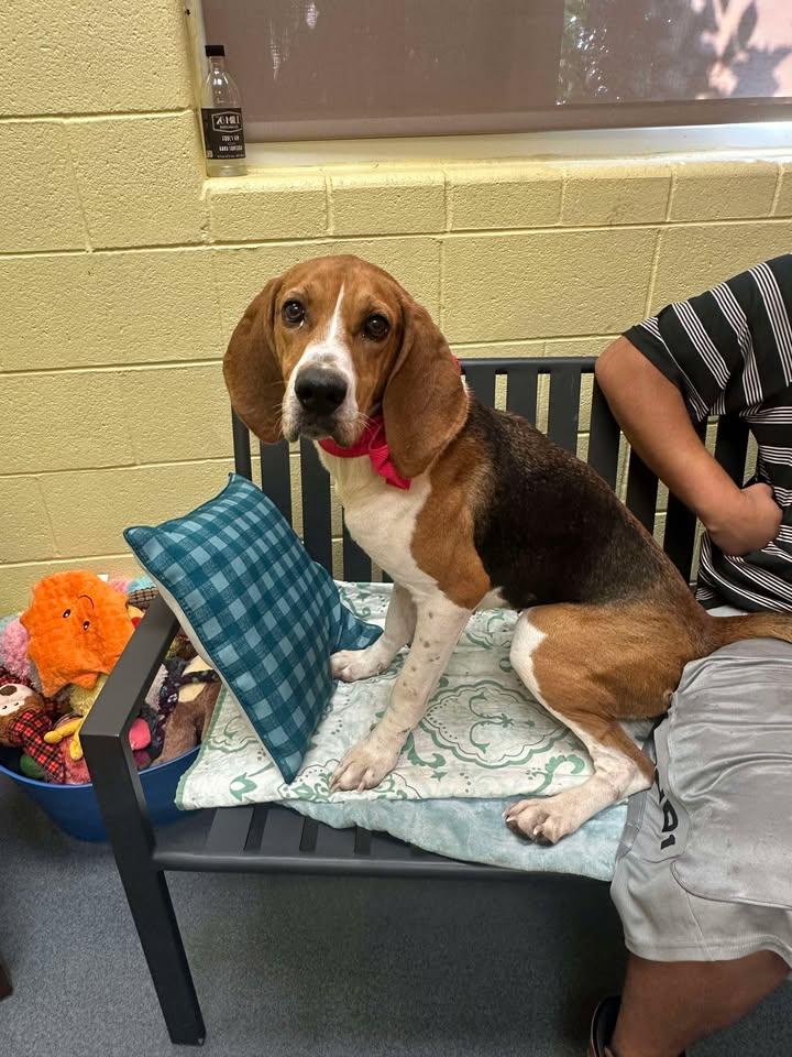 Edith, a Adoptable Coonhound in Amherst, VA image 1/3
