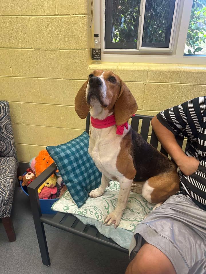 Edith, a Adoptable Coonhound in Amherst, VA image 2/3