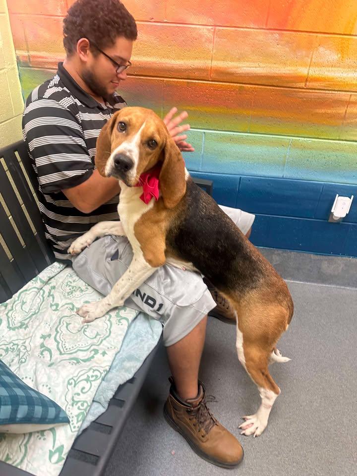 Edith, a Adoptable Coonhound in Amherst, VA image 3/3