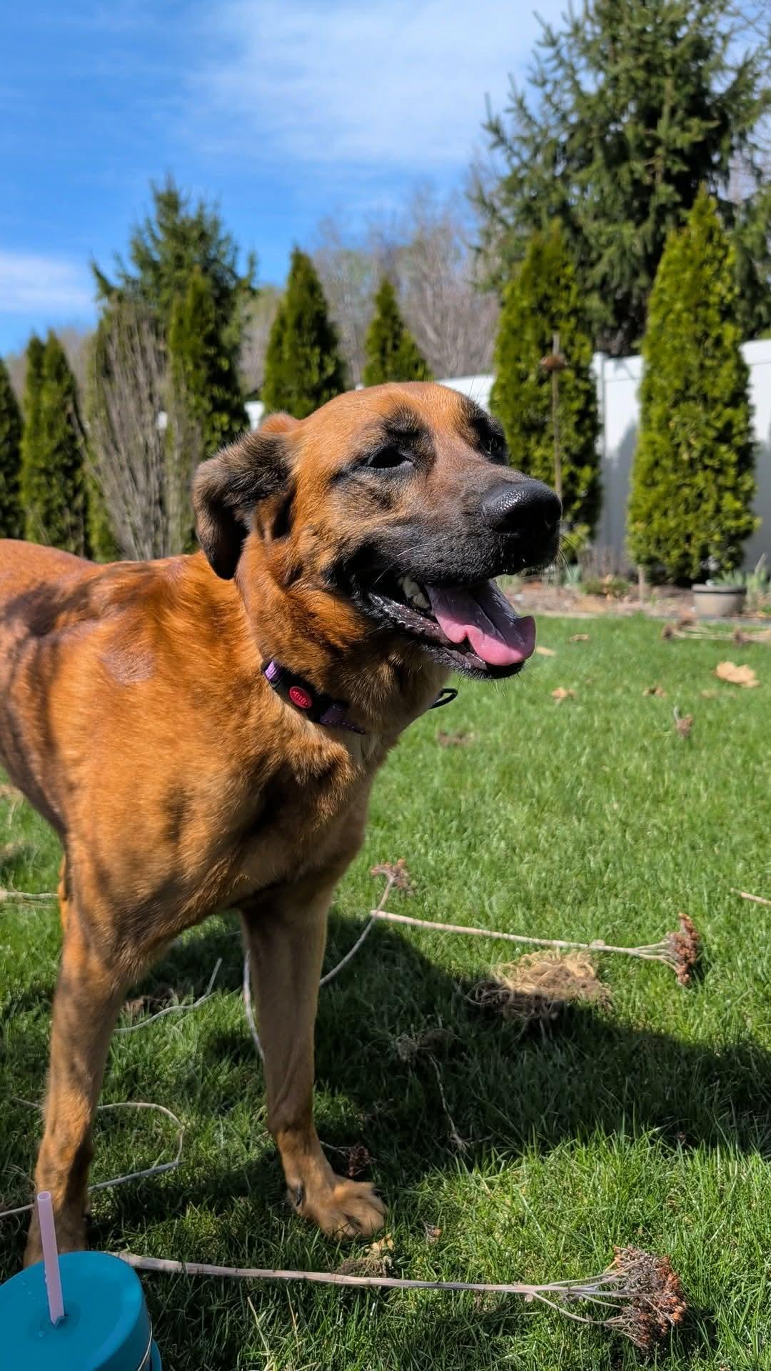 Lucy , adoptable, Adult Female Mixed Breed.