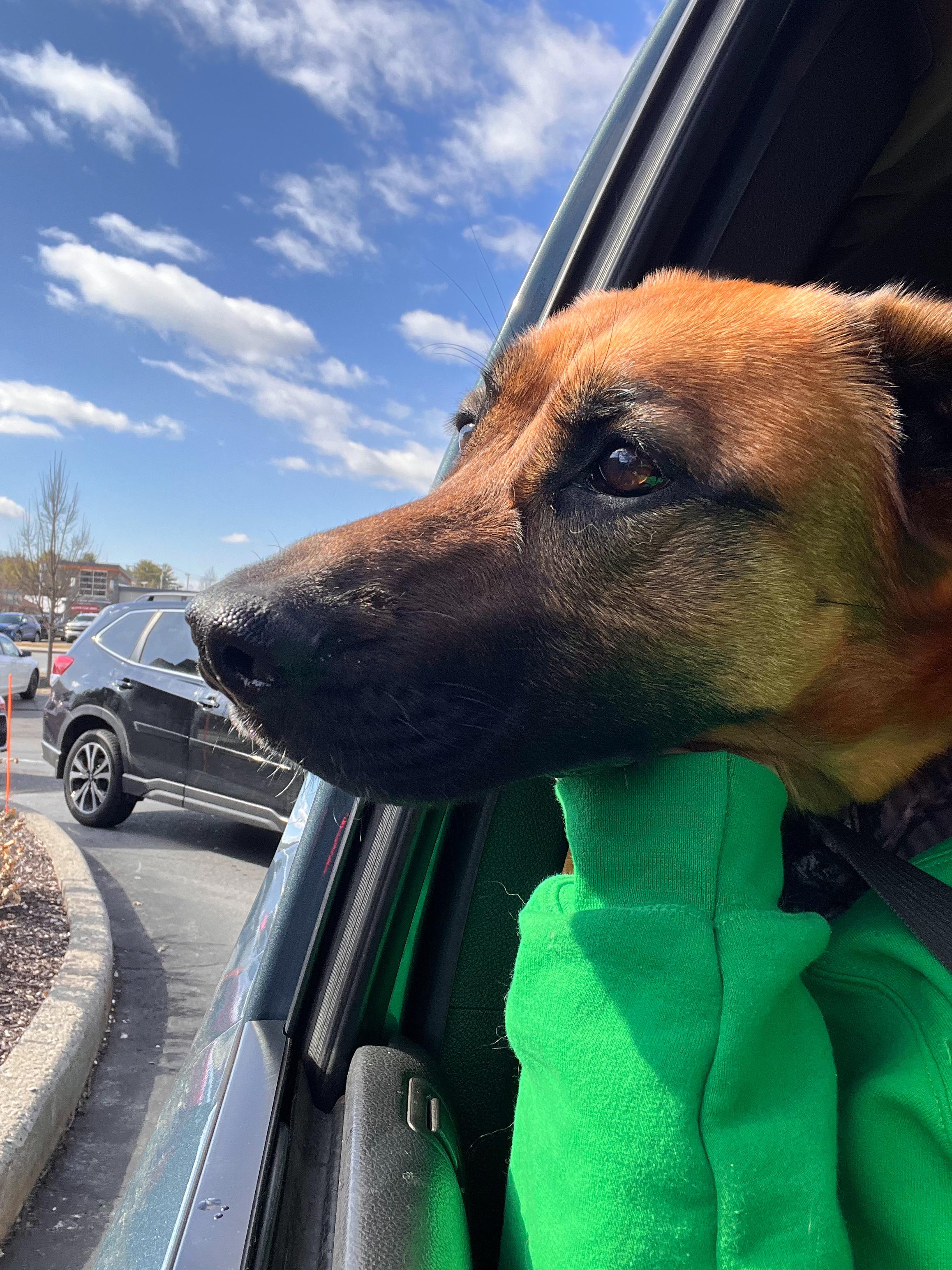 Enlarge Lucy , an adoptable Mixed Breed in Argyle, NY image 6/6