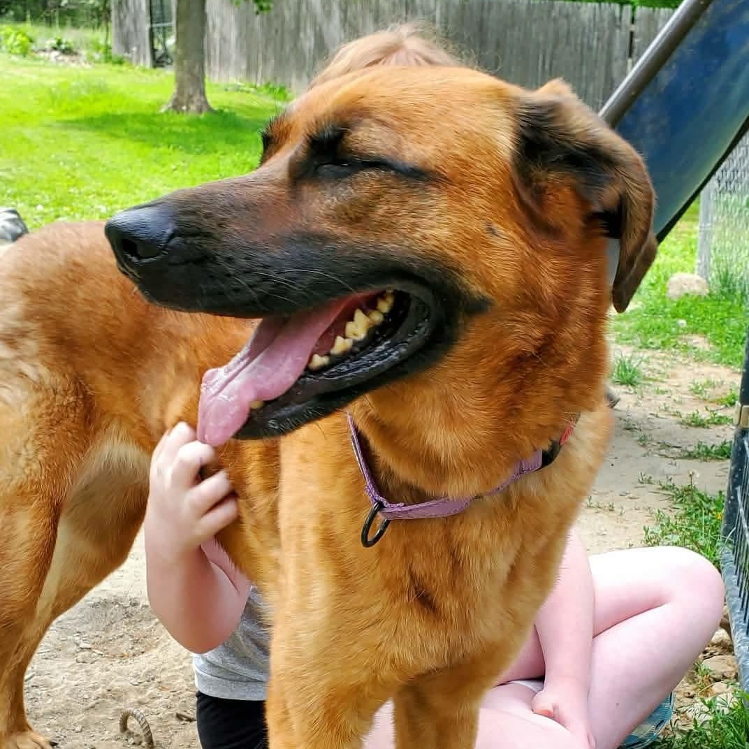 Enlarge Lucy , an adoptable mixed breed in Argyle, NY image 1/6