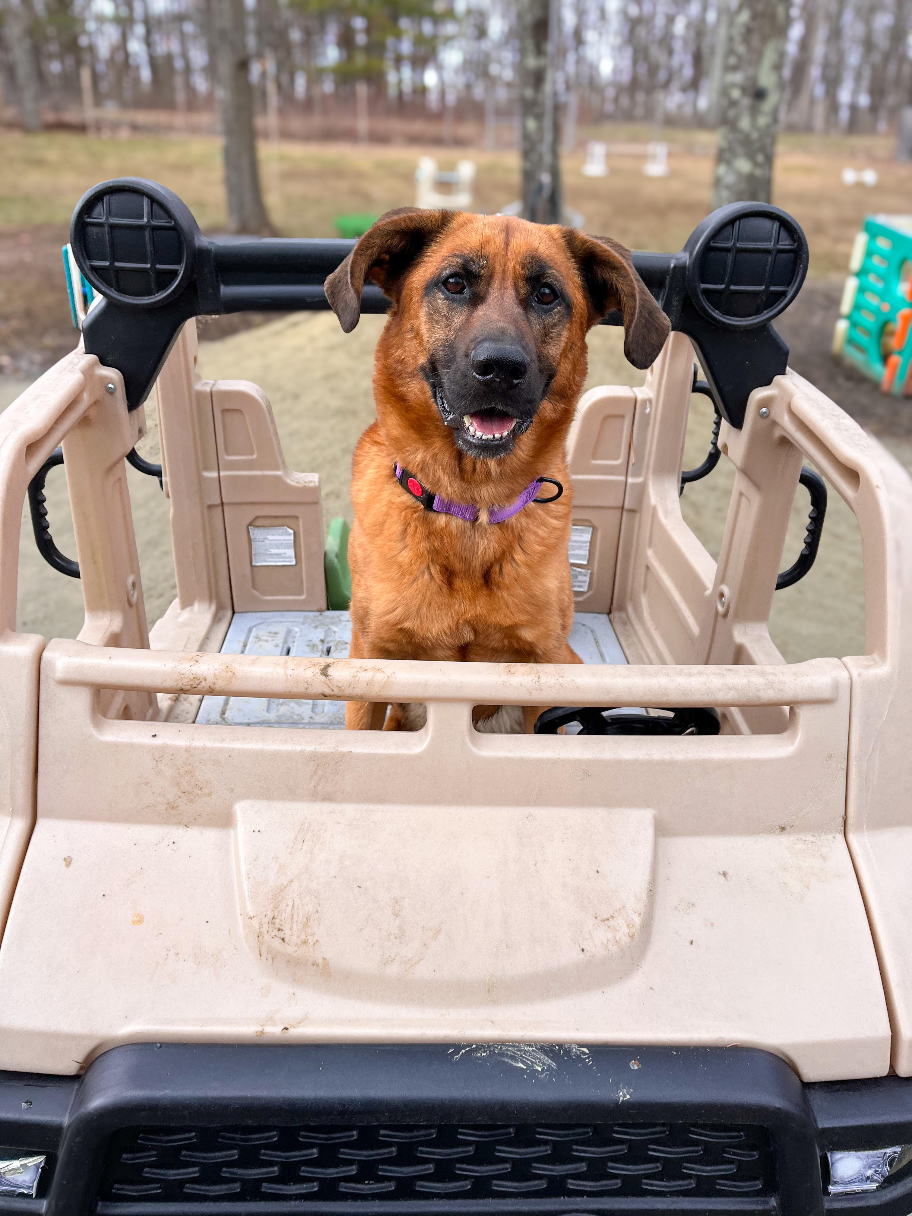 Enlarge Lucy , an adoptable Mixed Breed in Argyle, NY image 2/6