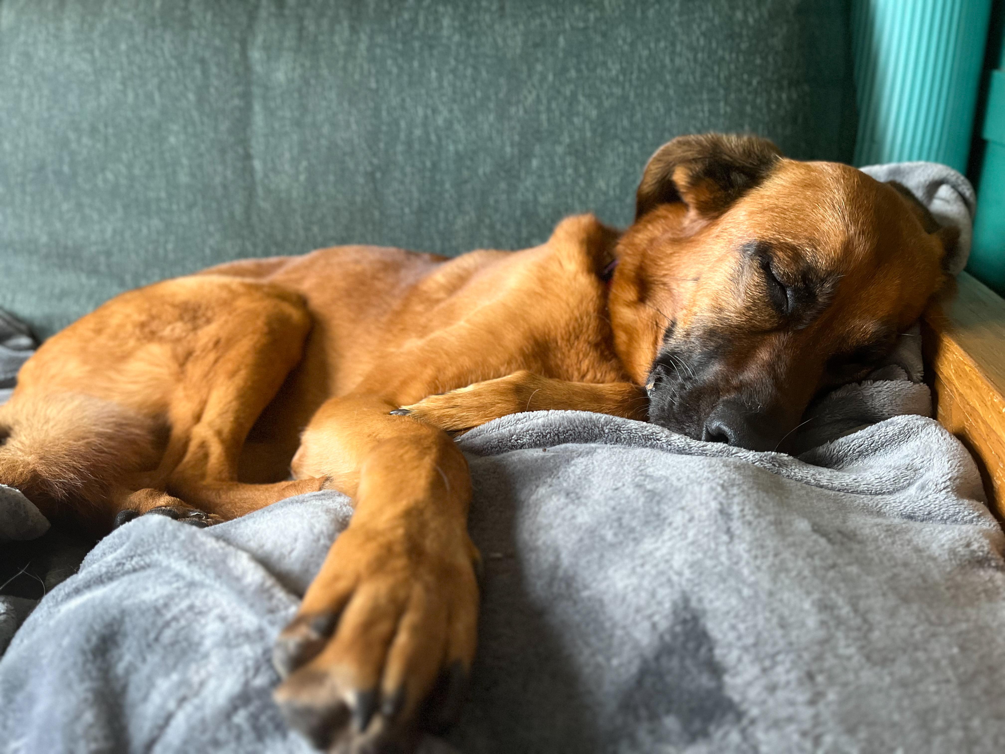 Enlarge Lucy , an adoptable Mixed Breed in Argyle, NY image 3/6