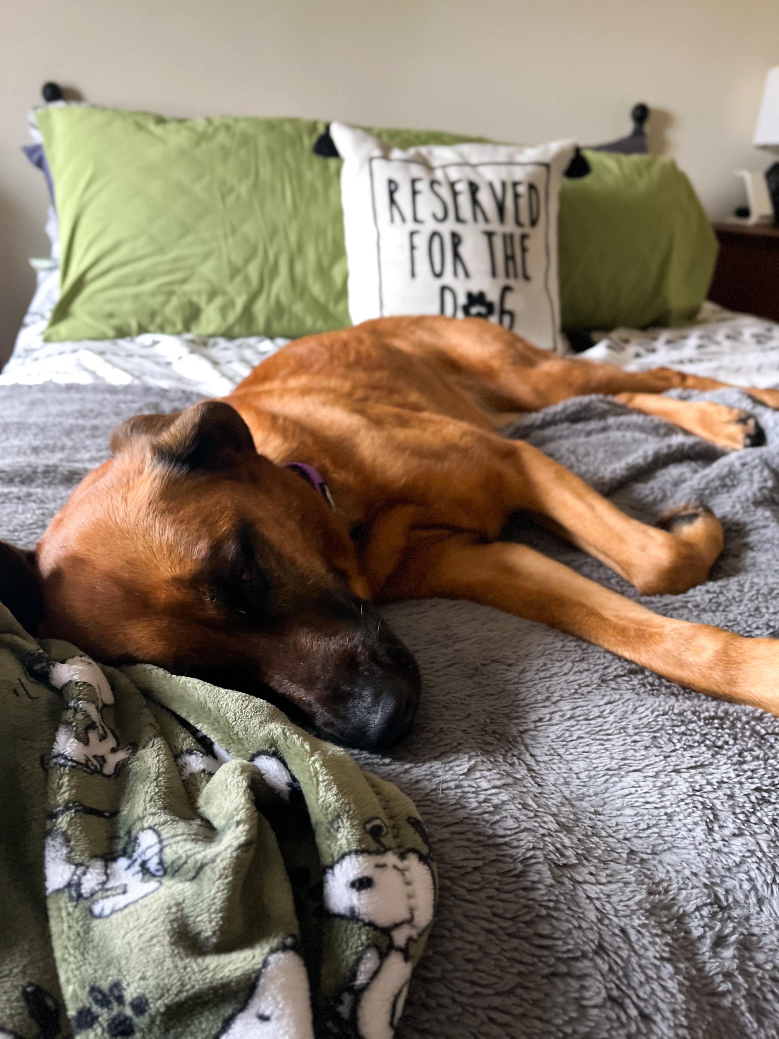 Enlarge Lucy , an adoptable Mixed Breed in Argyle, NY image 5/6