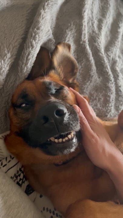 Enlarge Lucy , an adoptable Mixed Breed in Argyle, NY video 4/6