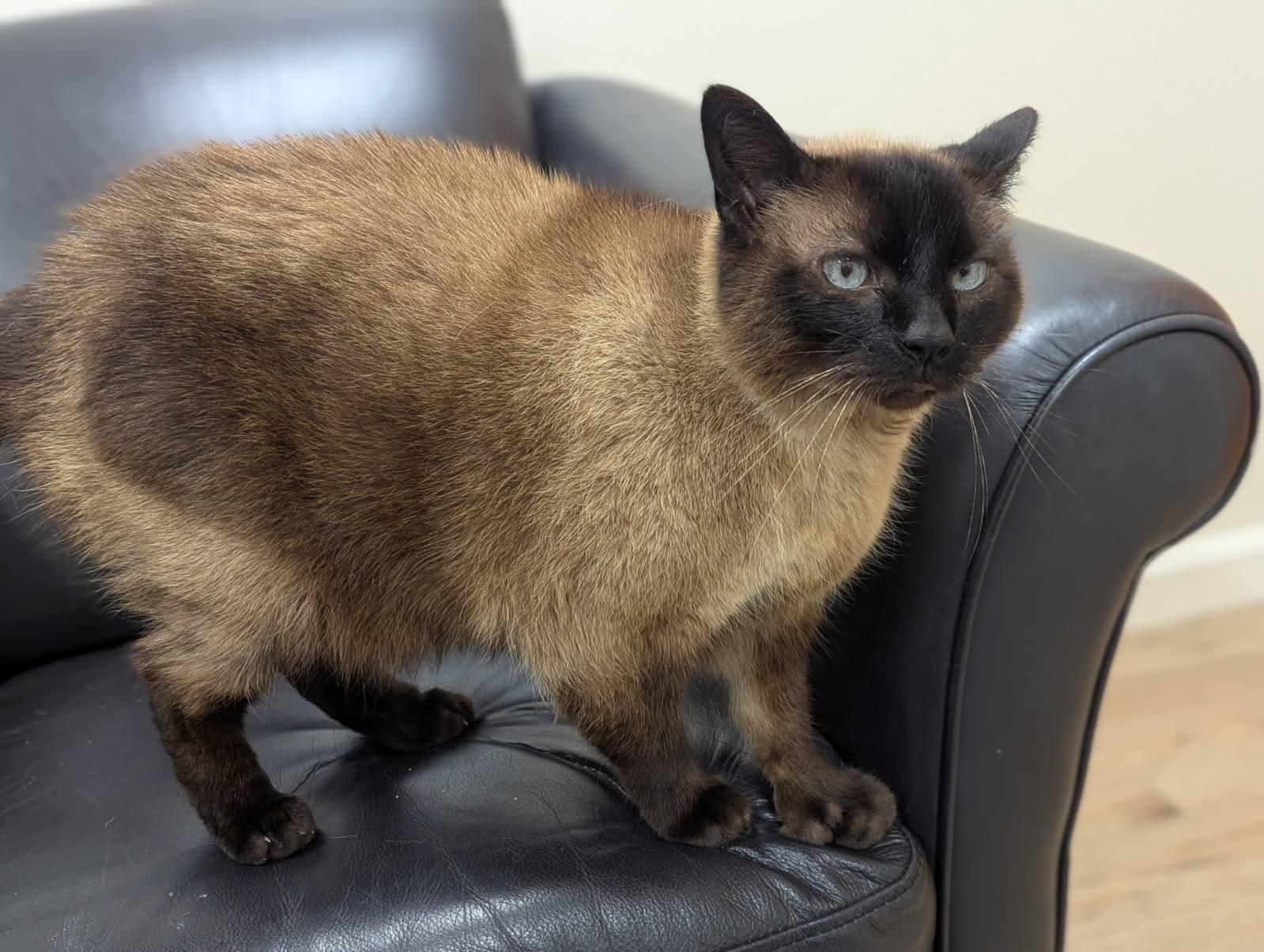 Petie, a Adopted mixed breed in FITCHBURG, MA image 5/6