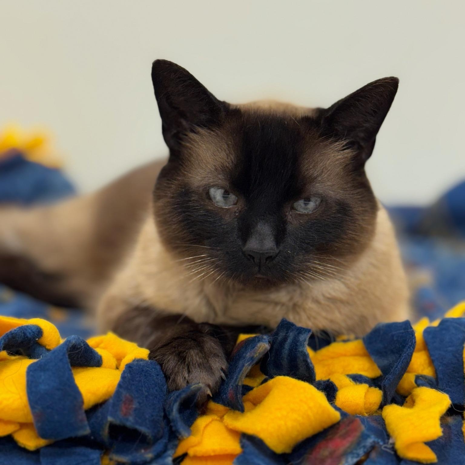 Petie, a Adopted mixed breed in FITCHBURG, MA image 2/6