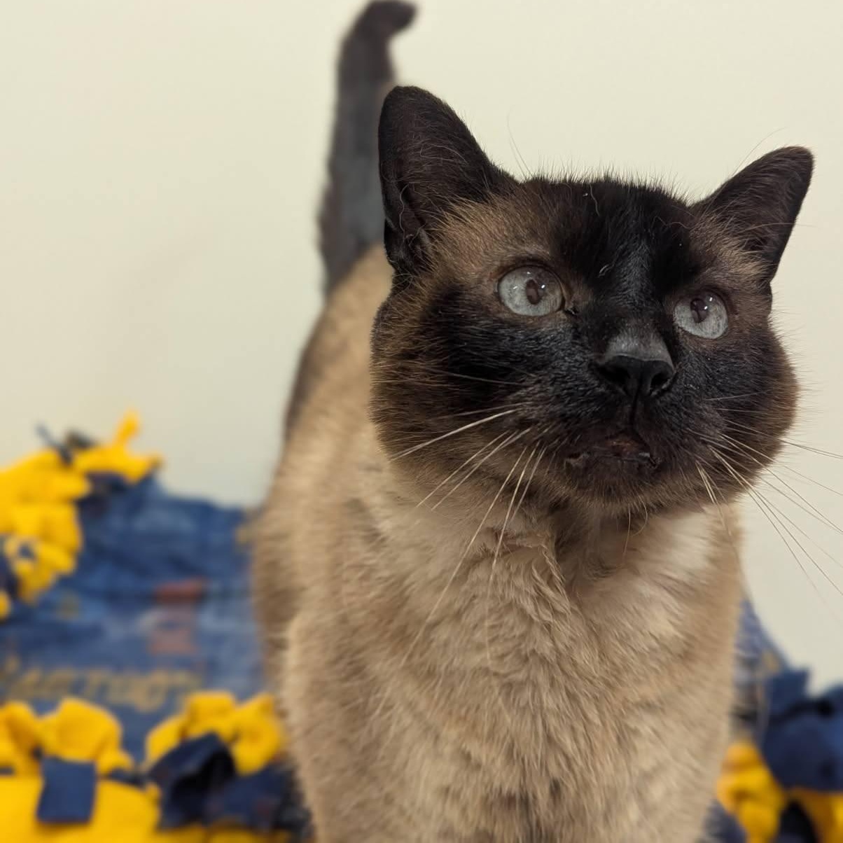 Petie, a Adopted mixed breed in FITCHBURG, MA image 4/6