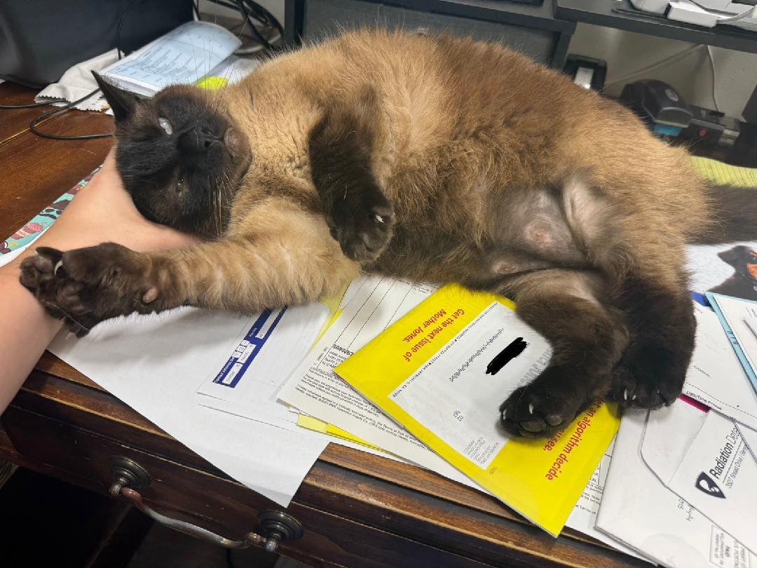 Petie, a Adopted mixed breed in FITCHBURG, MA image 3/6