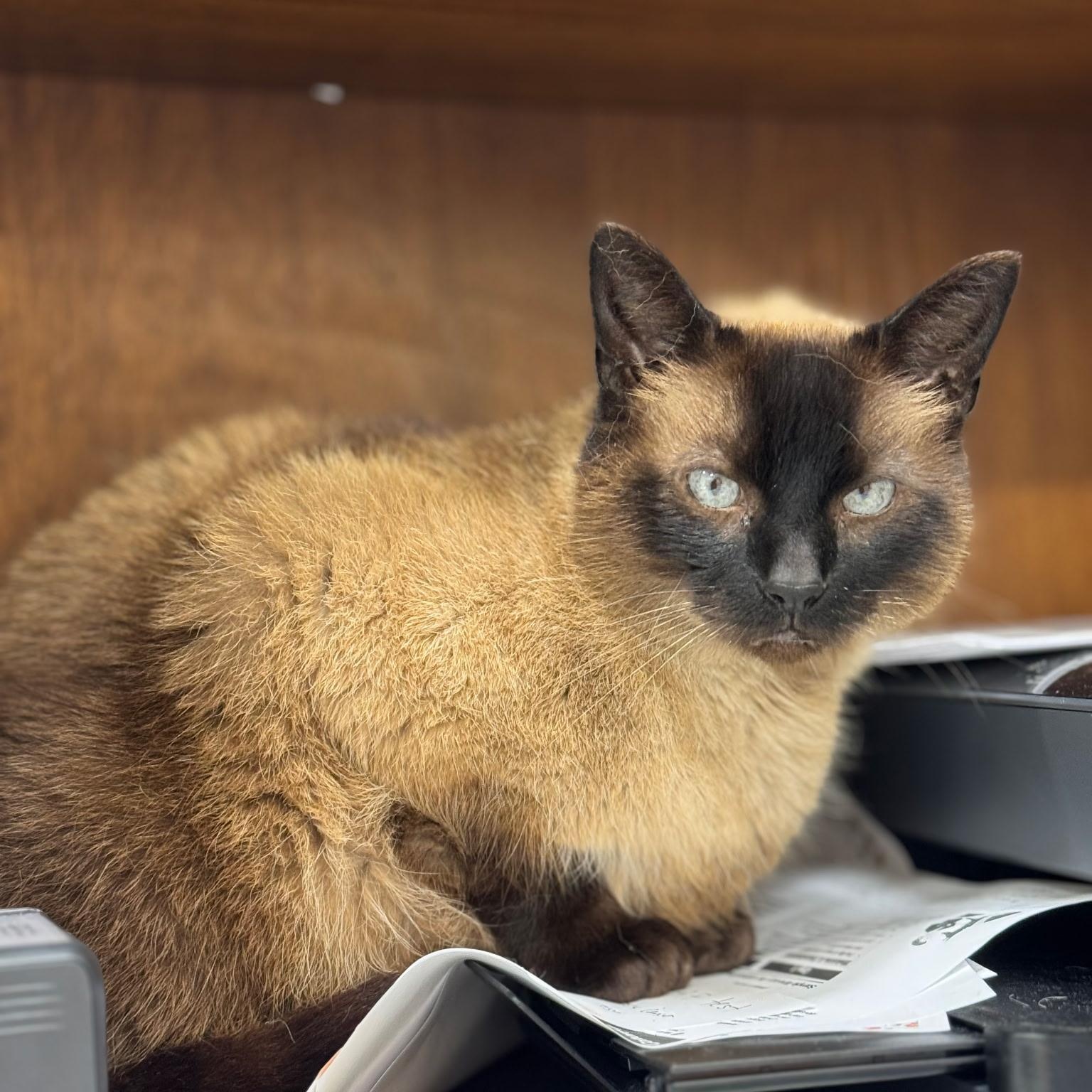 Petie, a Adopted mixed breed in FITCHBURG, MA image 6/6