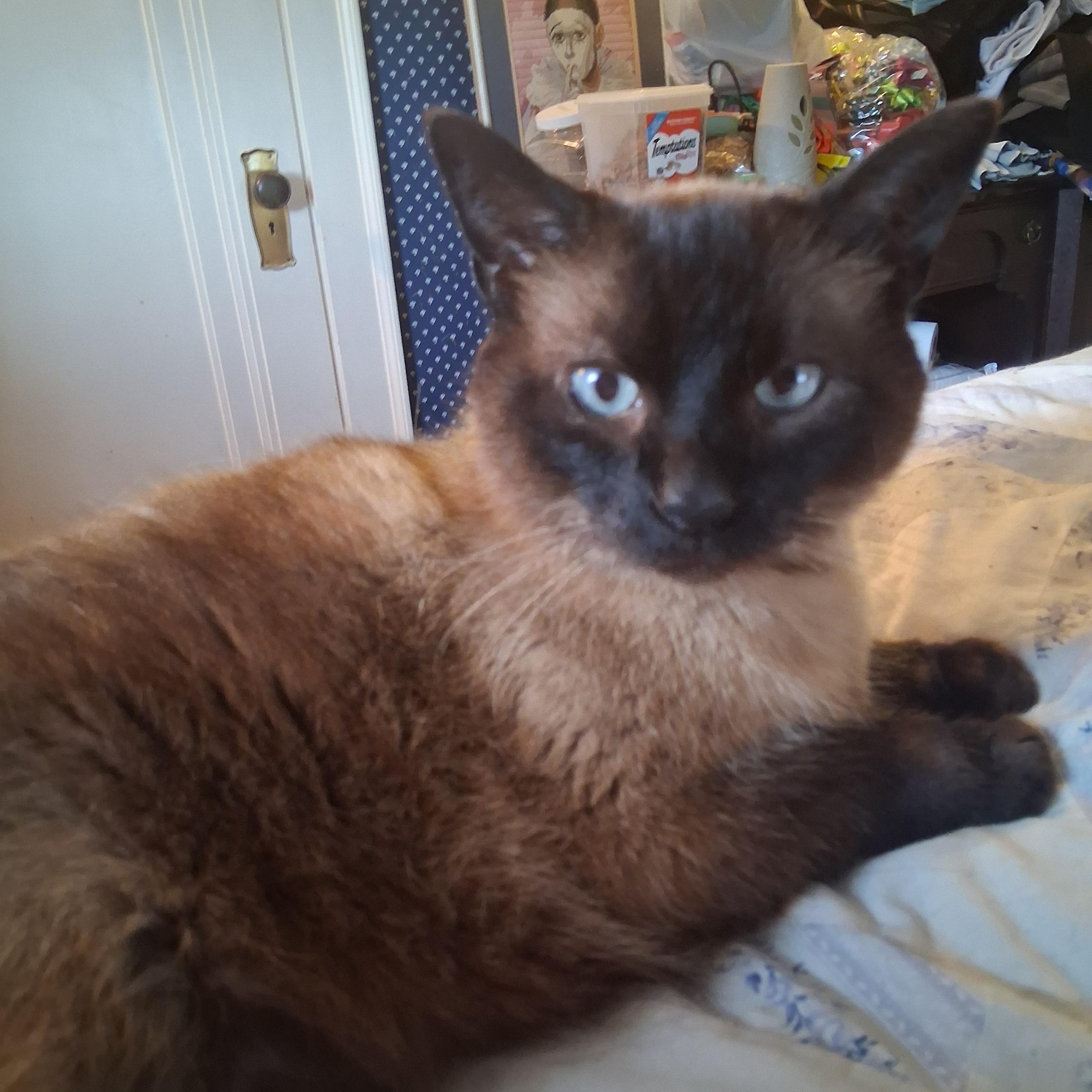 Petie, Adopted, Senior Male Siamese & Domestic Short Hair.