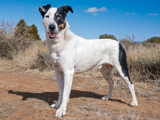 COSMO, Adoptable, Adult Male Mixed Breed.