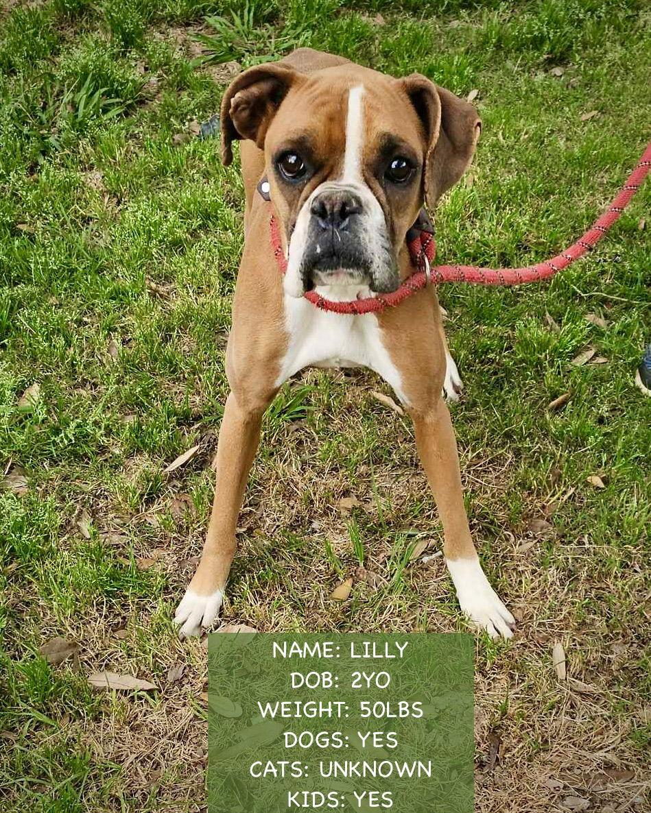 Lilly, Adoptable, Adult Female Boxer.