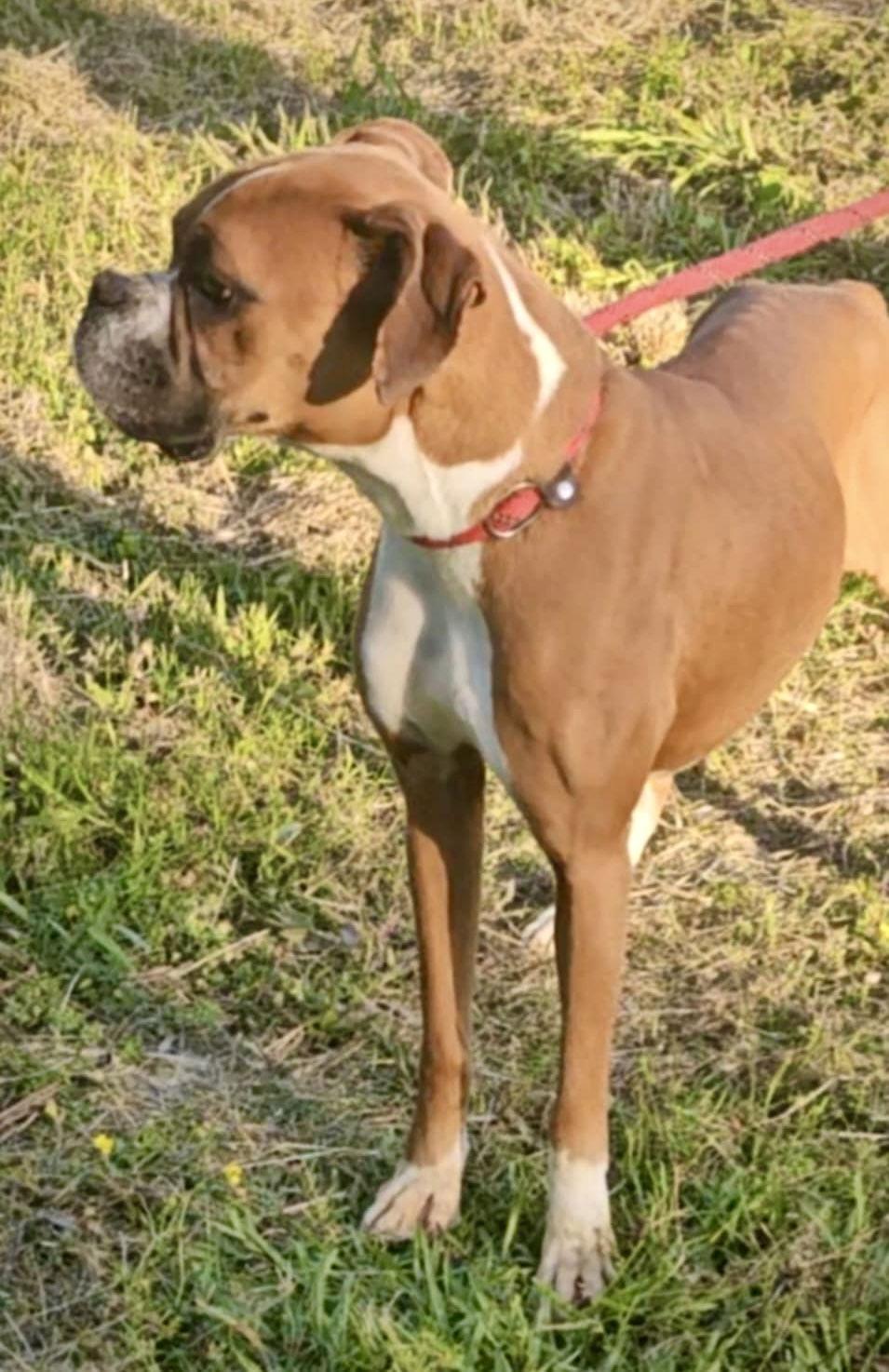 Enlarge Lilly, a Adoptable Boxer in Monticello, NY image 3/3