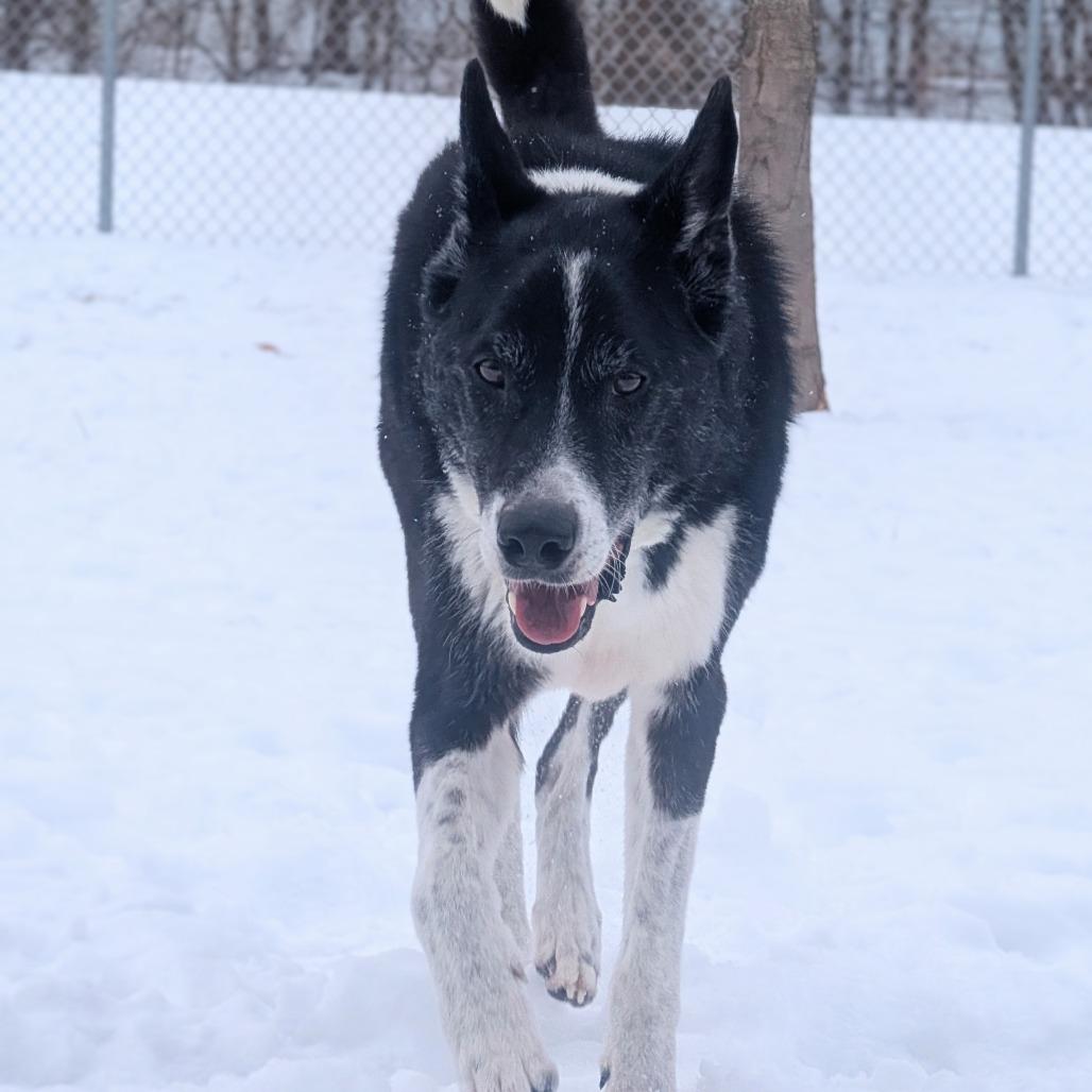 Cody, Adoptable, Adult Male Border Collie & Mixed Breed.