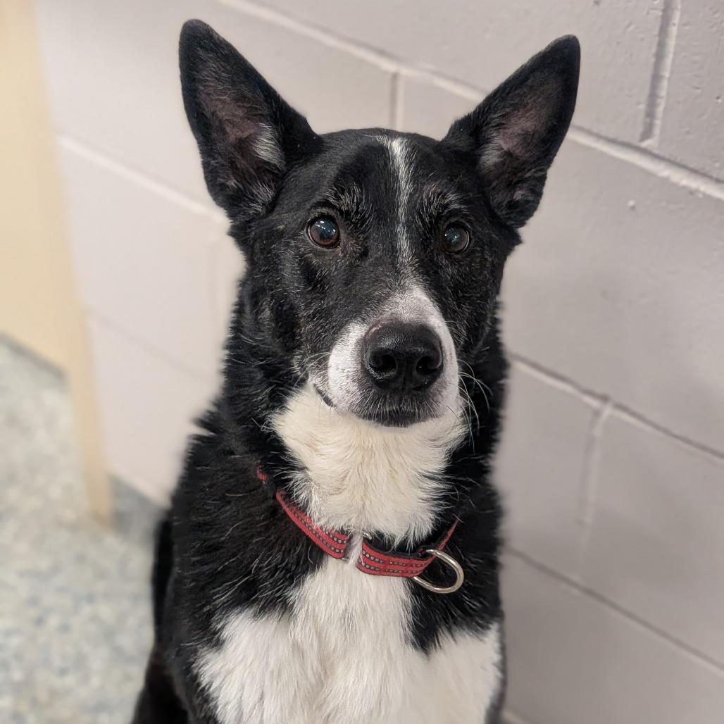 Enlarge Cody, a Adoptable mixed breed in Prairie du Chien, WI image 2/3