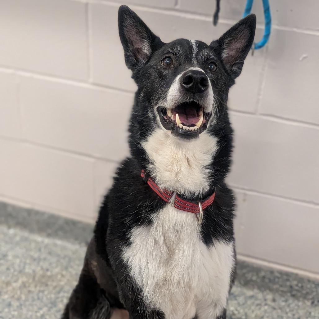 Enlarge Cody, a Adoptable mixed breed in Prairie du Chien, WI image 3/3