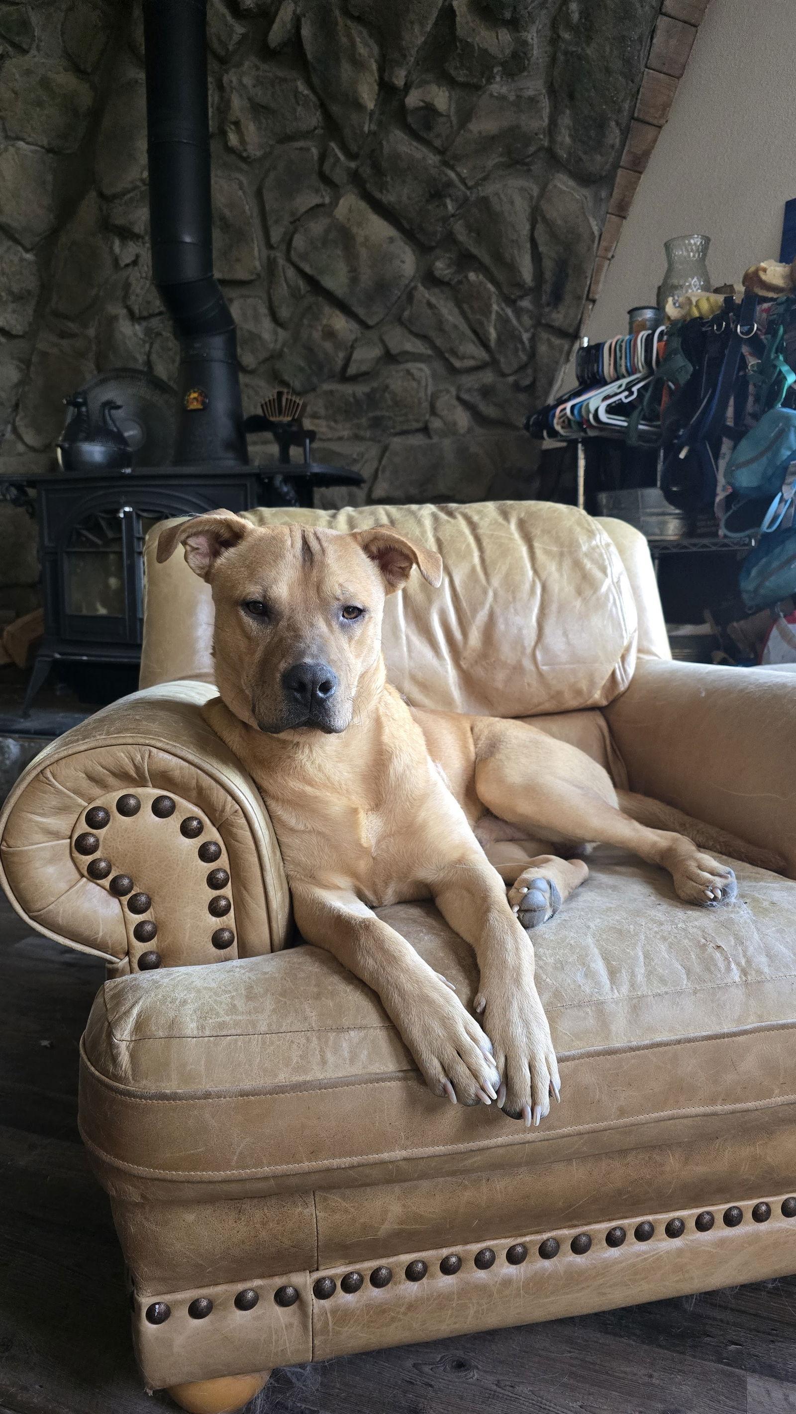Enlarge Chip, a Adoptable Pit Bull Terrier in Evergreen, CO image 1/3