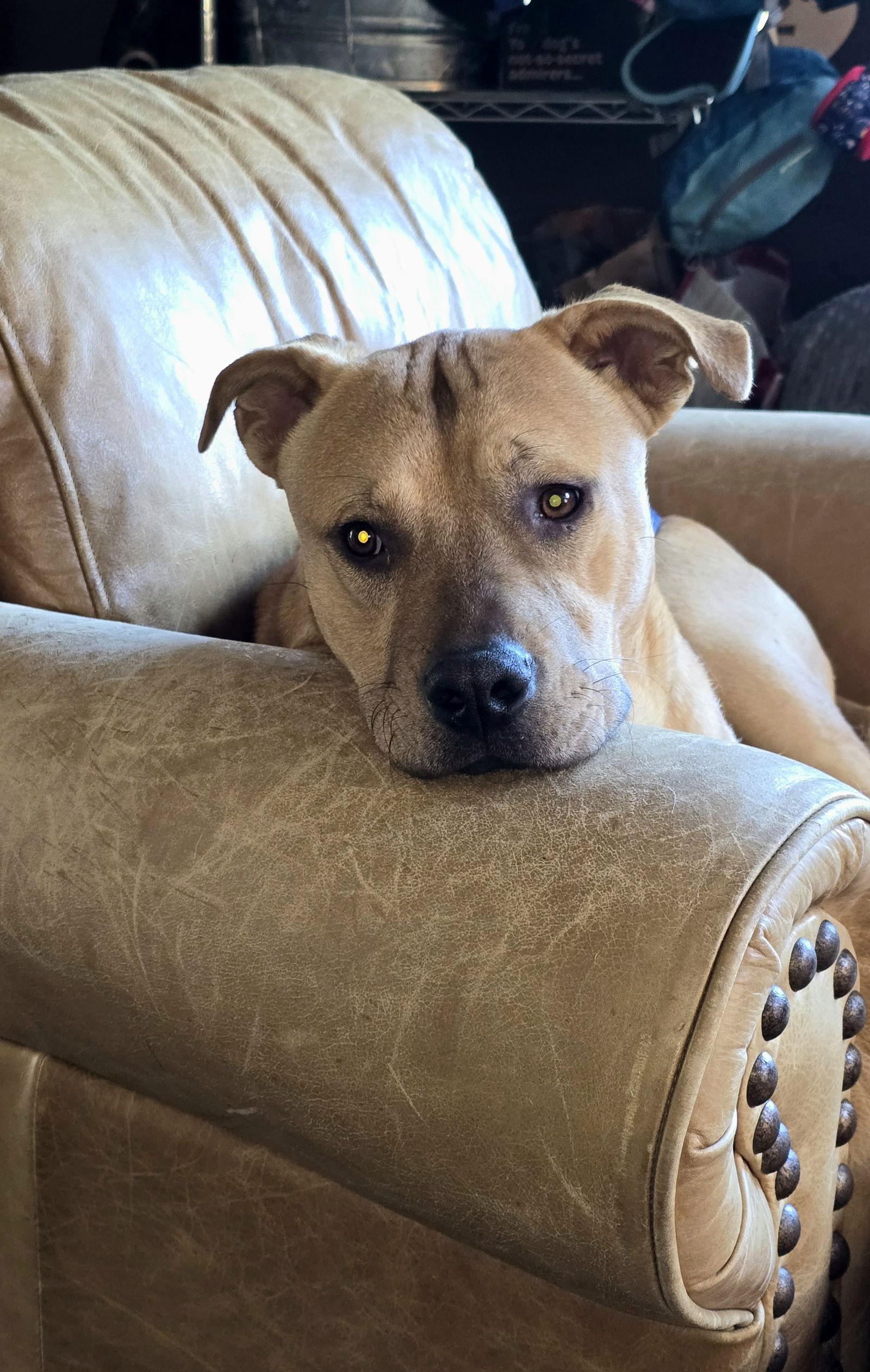 Enlarge Chip, a Adoptable Pit Bull Terrier in Evergreen, CO image 2/3