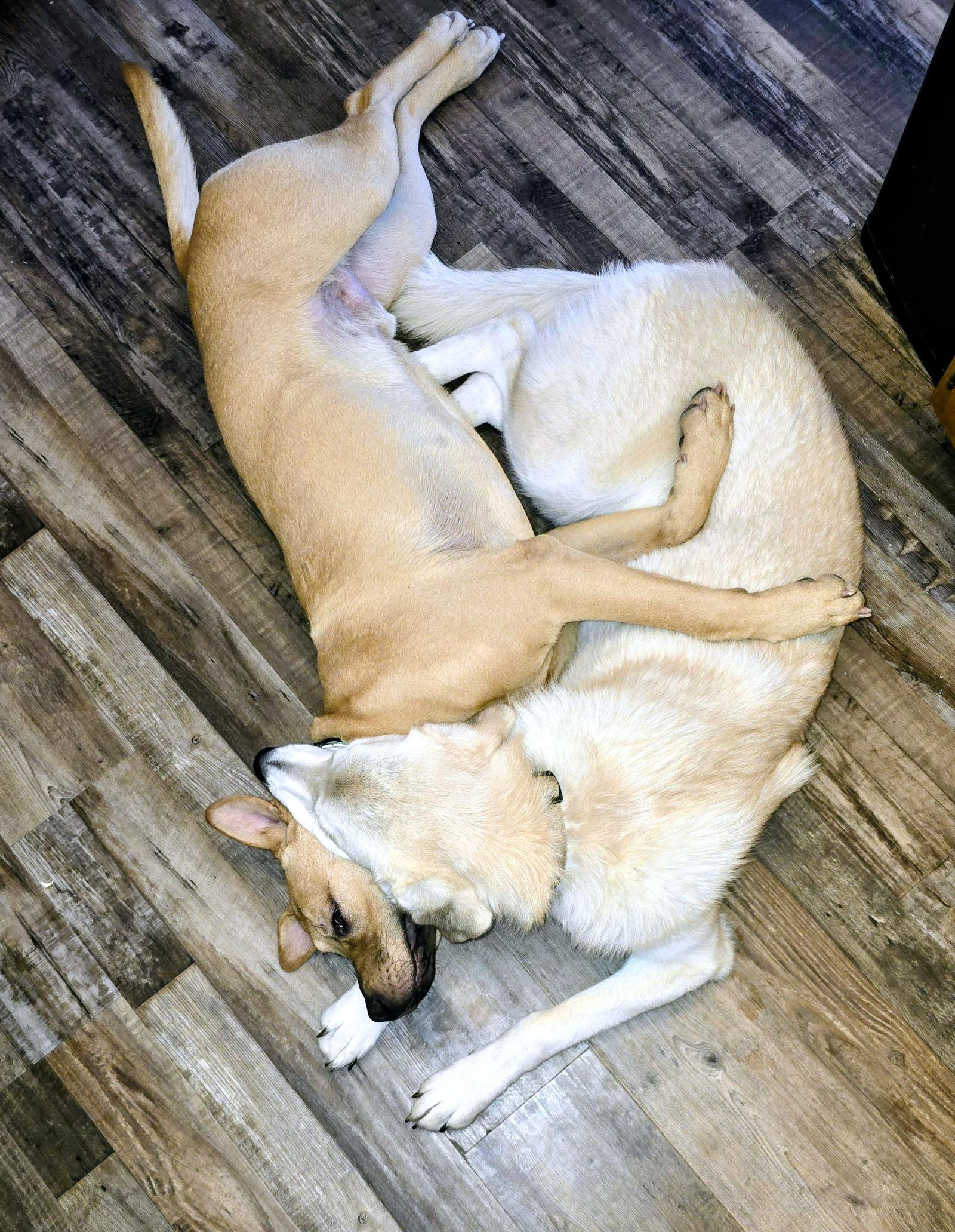 Enlarge Chip, a Adoptable Pit Bull Terrier in Evergreen, CO image 3/3