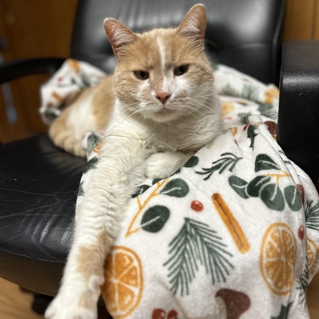 June Bug, Adoptable, Senior Male Domestic Short Hair.