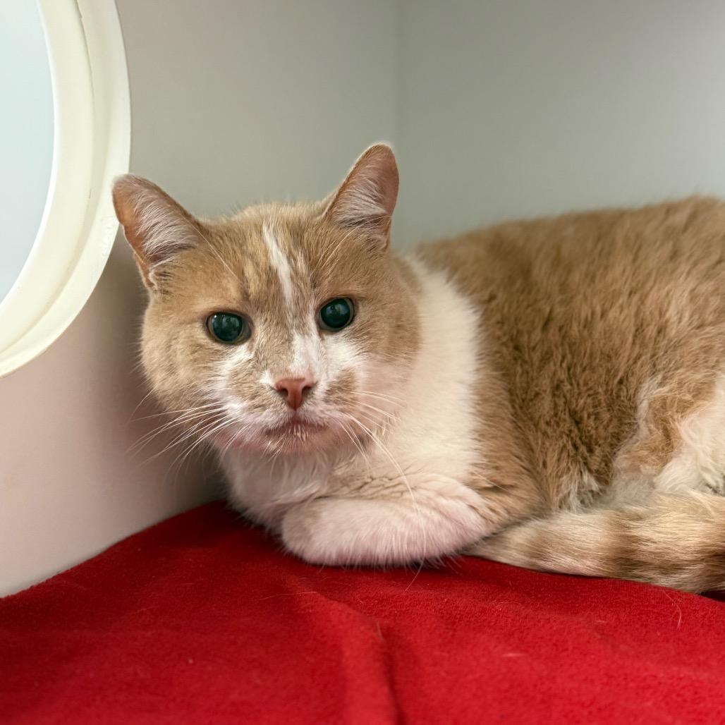 June Bug, Adoptable, Senior Male Domestic Short Hair.