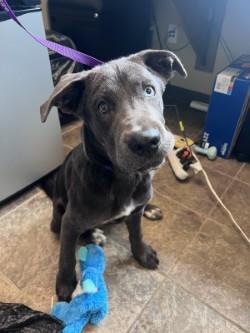 Ace, ADOPTABLE, Puppy Male Shepherd.