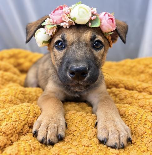 Buttercup, Adoptable, Puppy Female German Shepherd Dog.