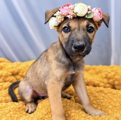 Enlarge Buttercup, a Adoptable mixed breed in Southfield , MI image 2/6