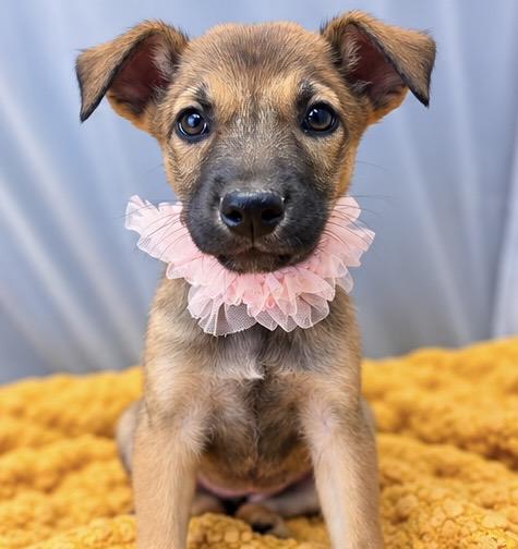 Enlarge Buttercup, a Adoptable mixed breed in Southfield , MI image 3/6