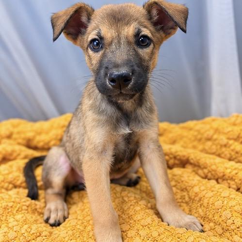 Enlarge Buttercup, a Adoptable mixed breed in Southfield , MI image 5/6