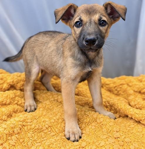 Enlarge Buttercup, a Adoptable mixed breed in Southfield , MI image 6/6