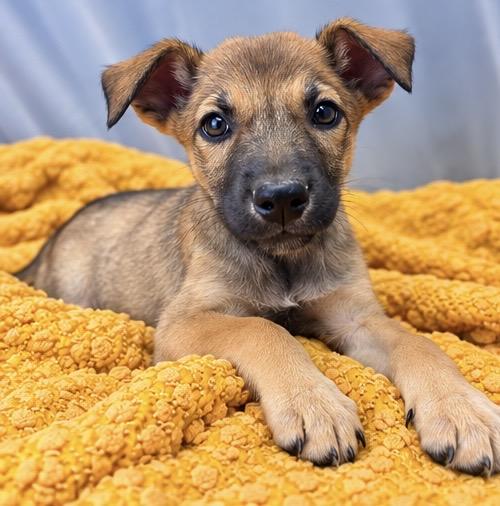 Enlarge Buttercup, a Adoptable mixed breed in Southfield , MI image 4/6