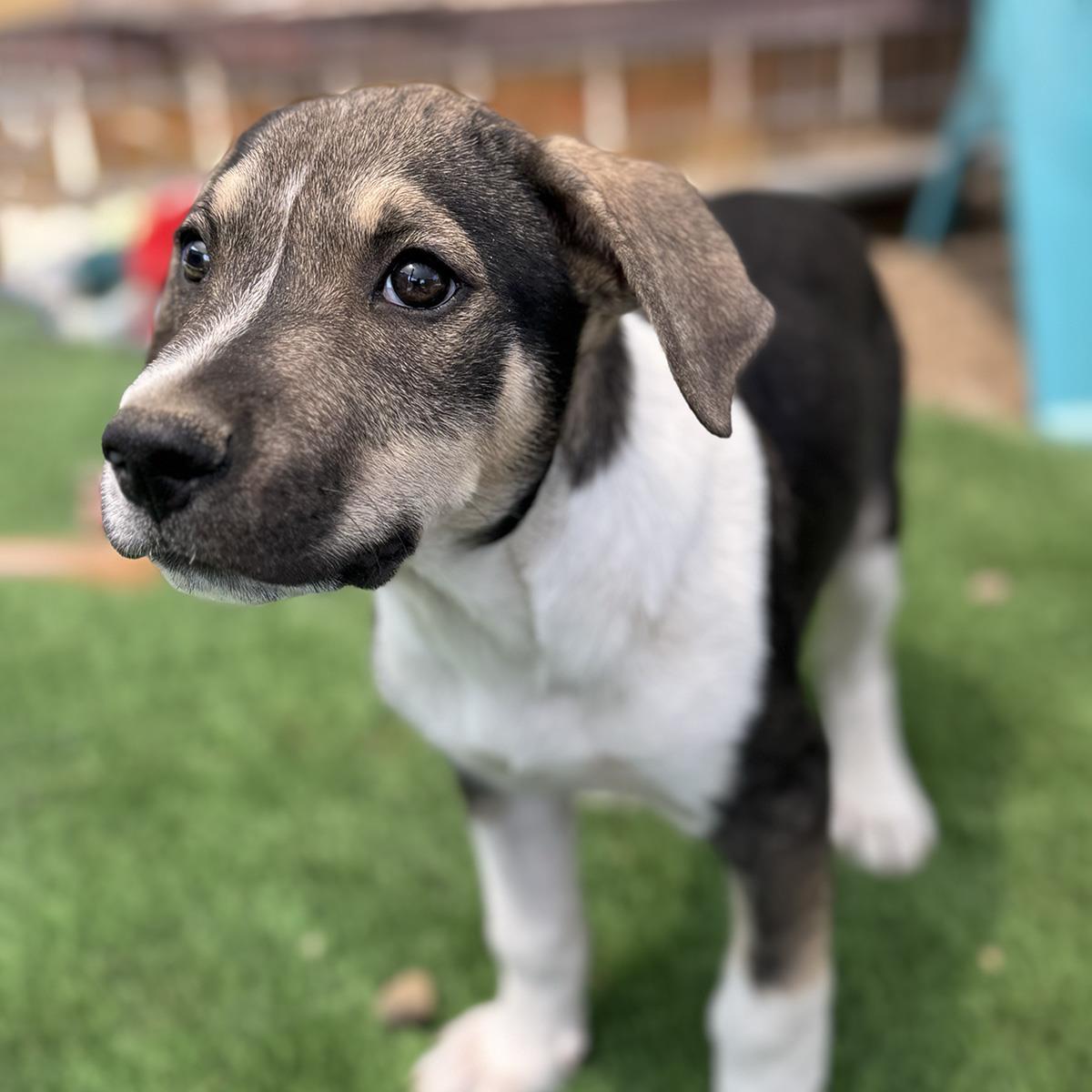 Enlarge Boho Pup - Hippie, a Adoptable mixed breed in San Diego, CA image 1/3