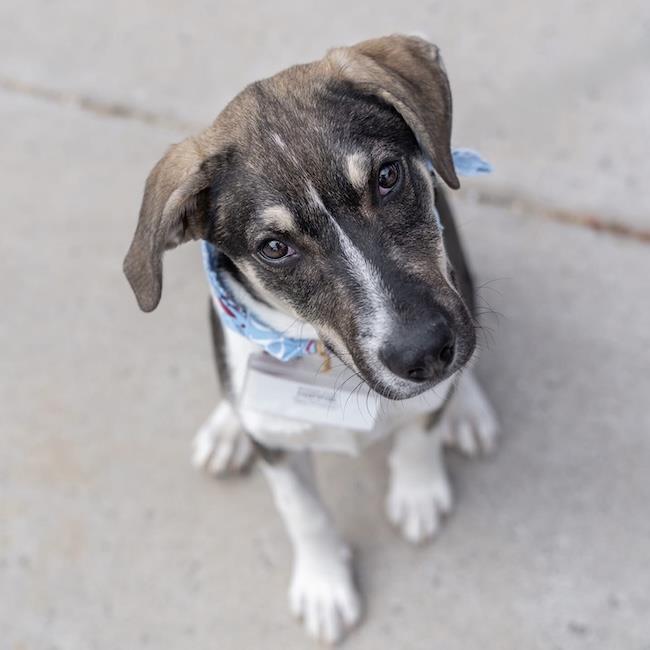 Enlarge Boho Pup - Hippie, a Adoptable mixed breed in San Diego, CA image 2/3