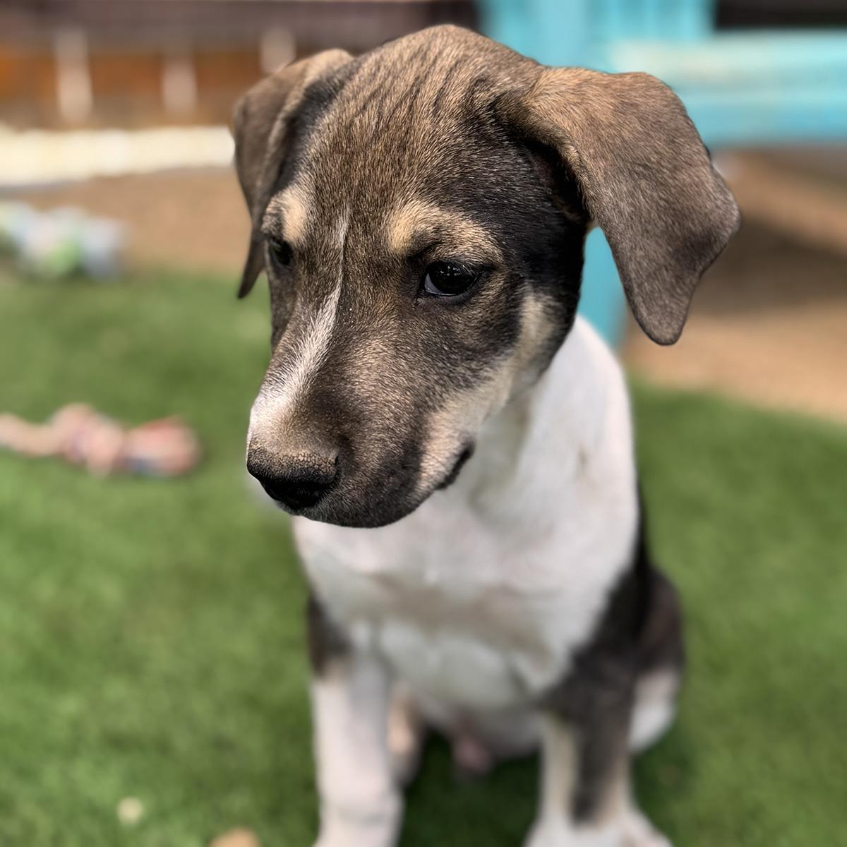 Enlarge Boho Pup - Hippie, a Adoptable mixed breed in San Diego, CA image 3/3