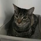 Enlarge Mugsy , a ADOPTABLE Domestic Short Hair in Edgewood, NM image 1/1