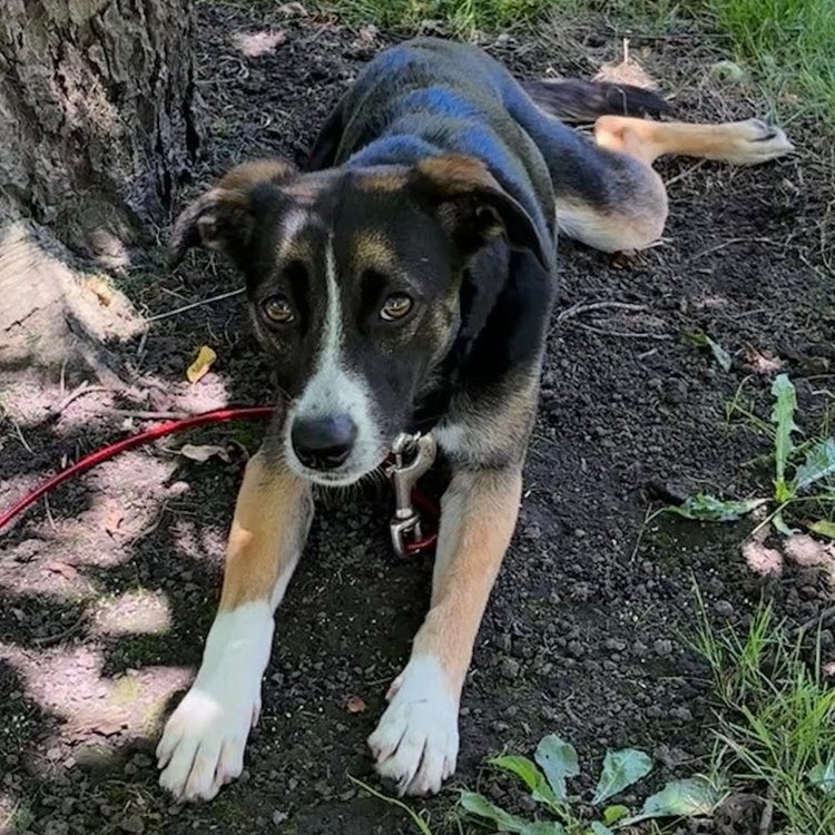 Dog for adoption PTH Peanut, a Shepherd in Batavia, NY Petfinder