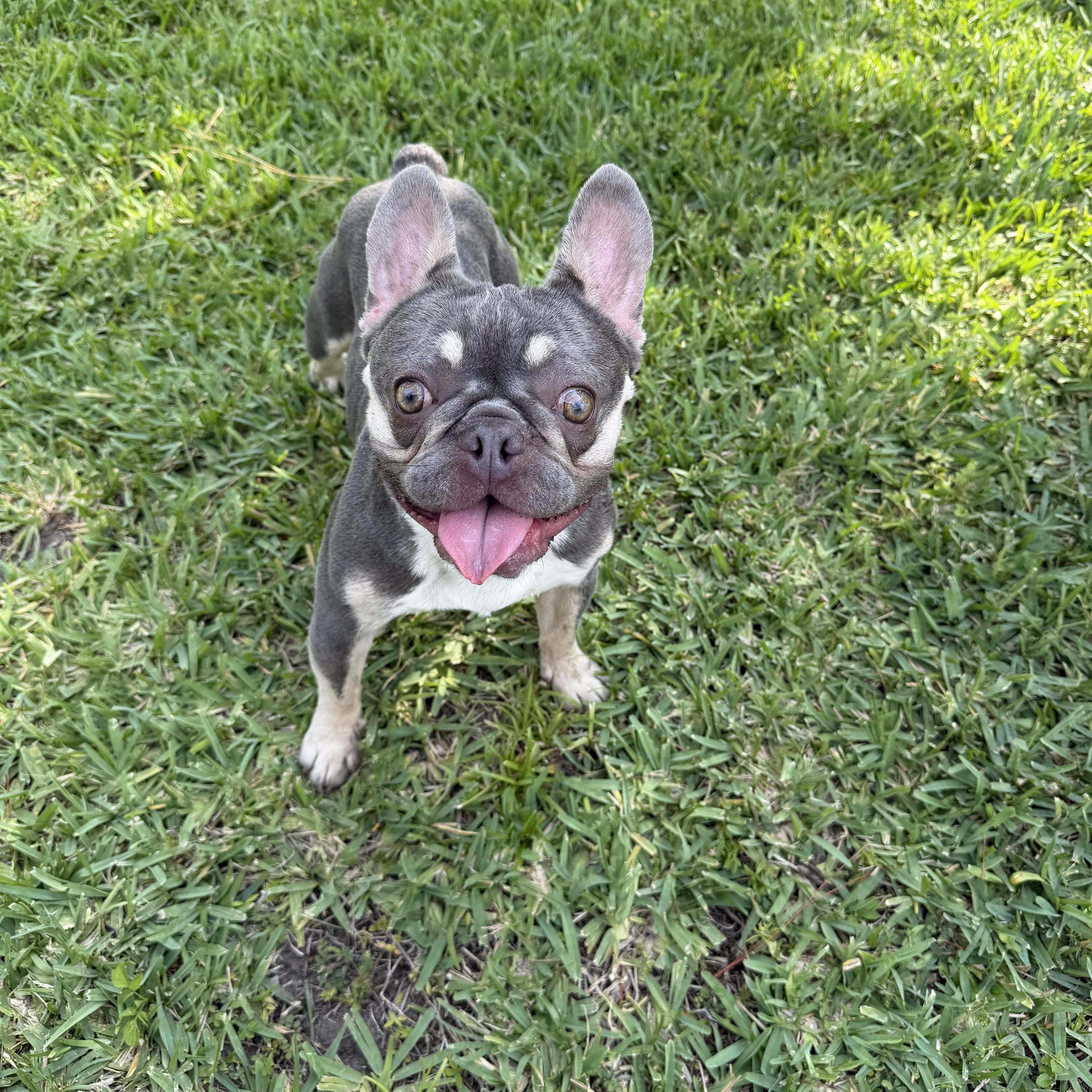 Enlarge Tri, an adopted French Bulldog in Naples, FL image 2/6