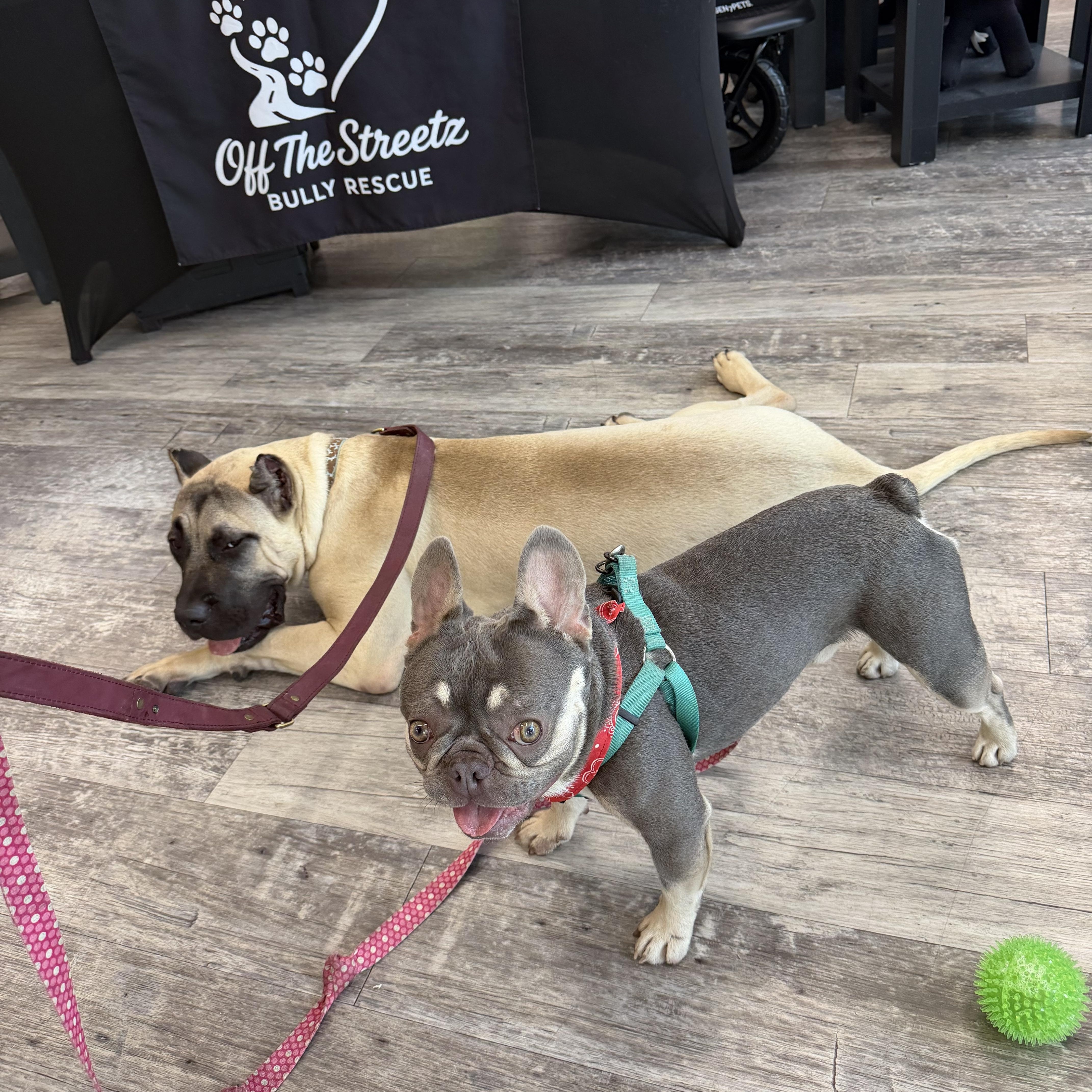 Enlarge Tri, an adopted French Bulldog in Naples, FL image 5/6